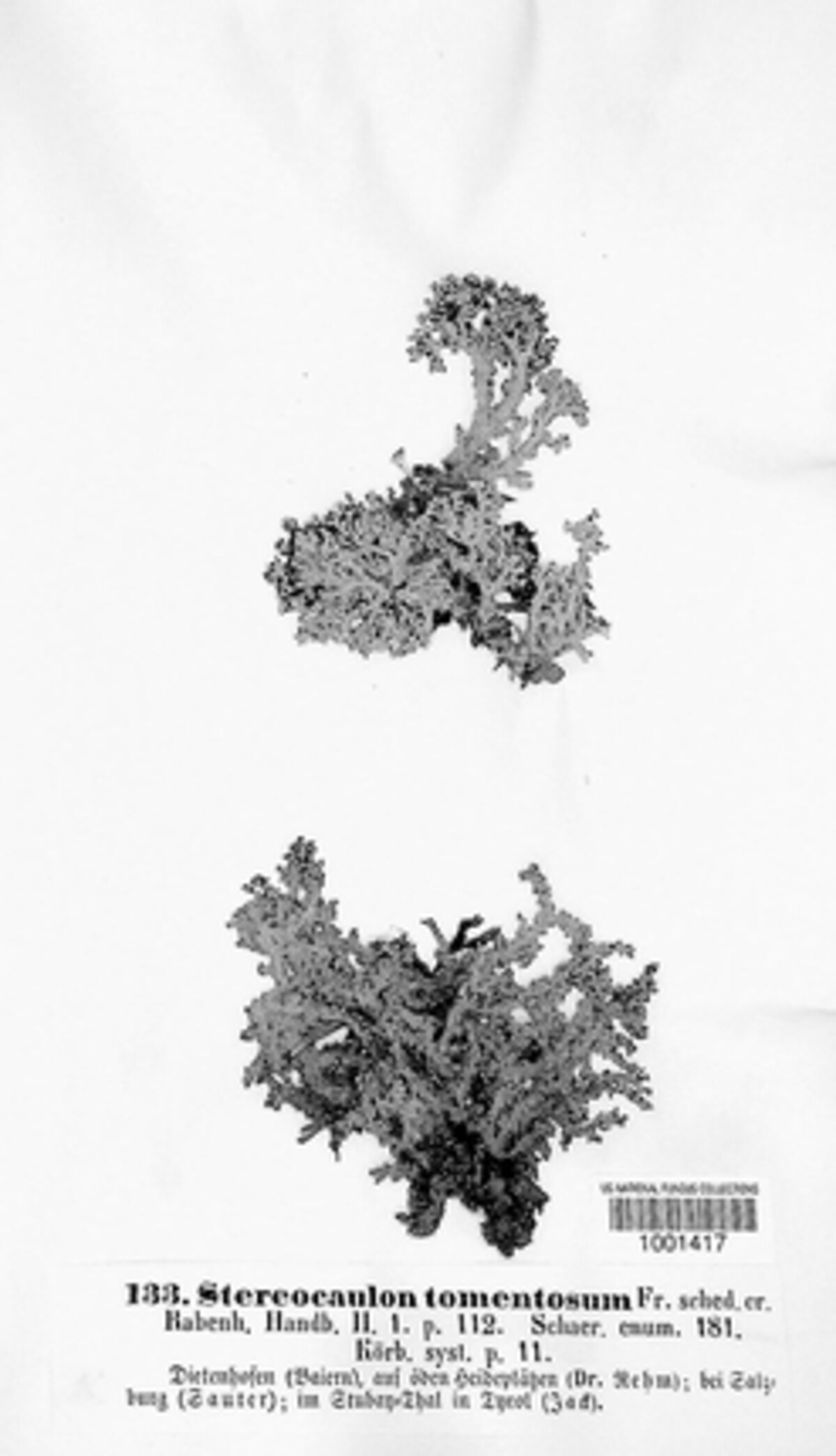 Stereocaulaceae image